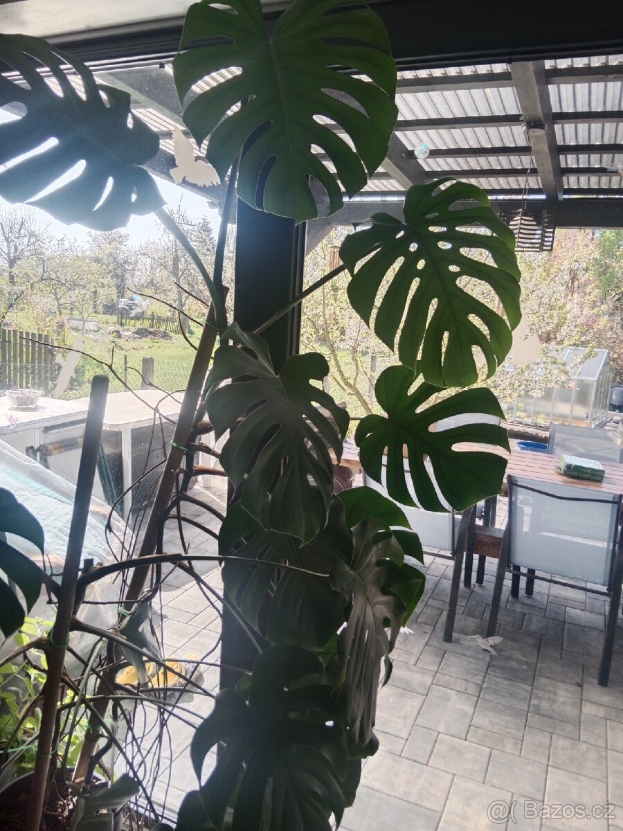 Monstera - 2
