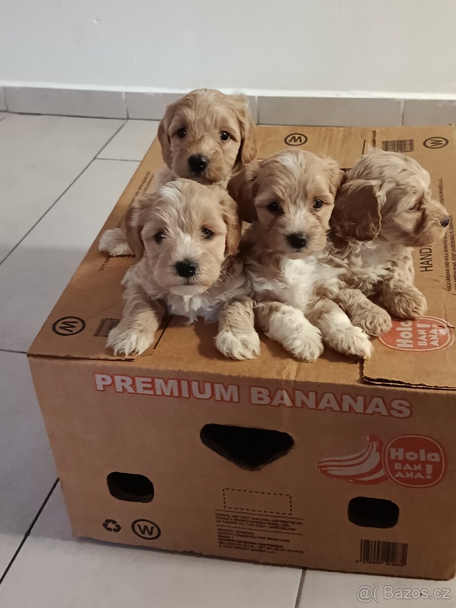 Maltipoo - 2