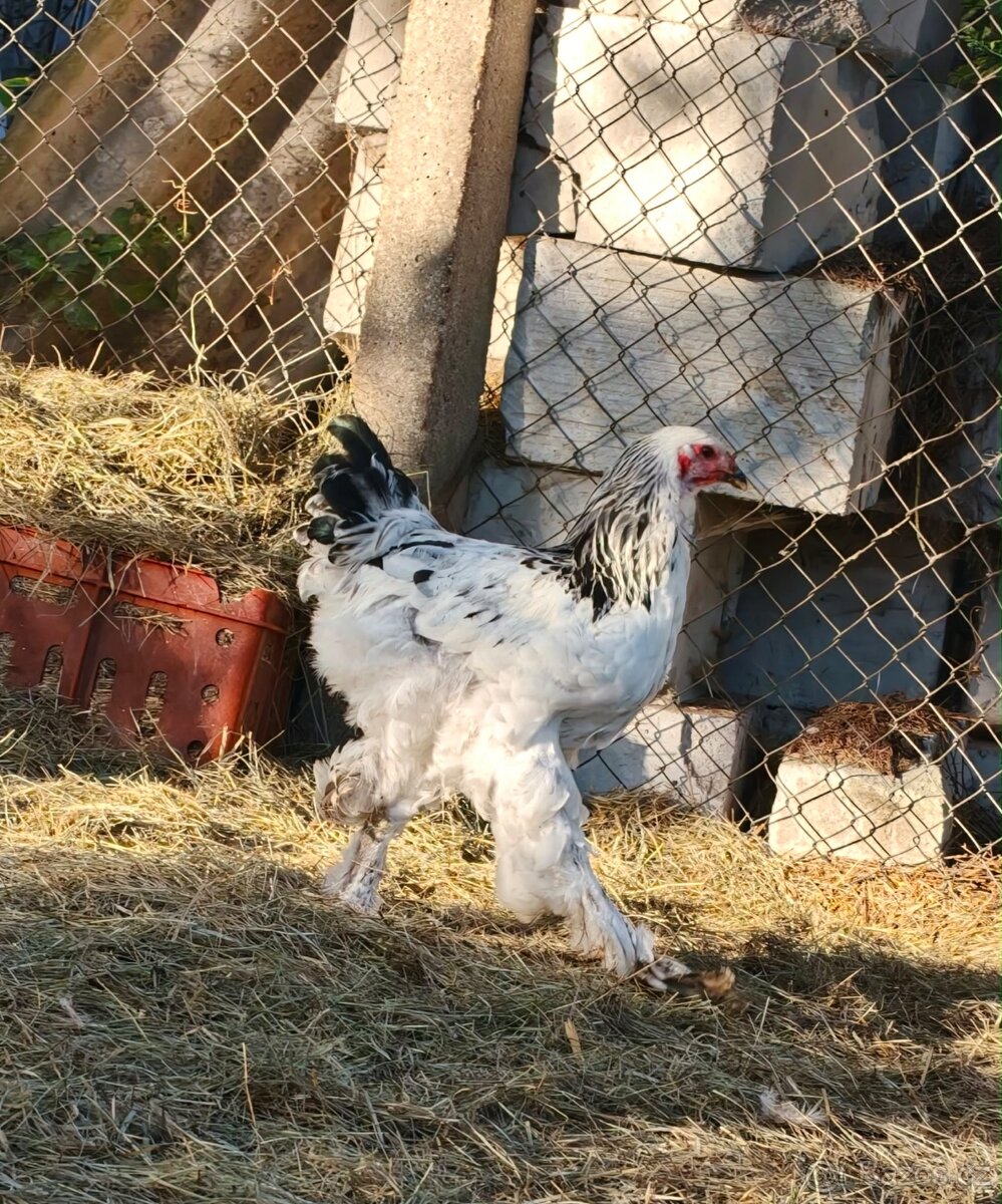 Brahmanka velká kohout - 2