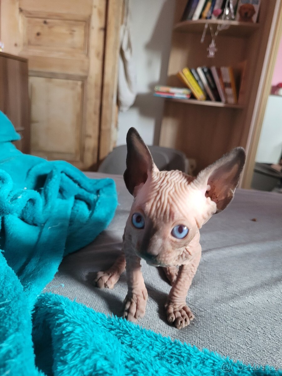 Koťátka sphynx - 2