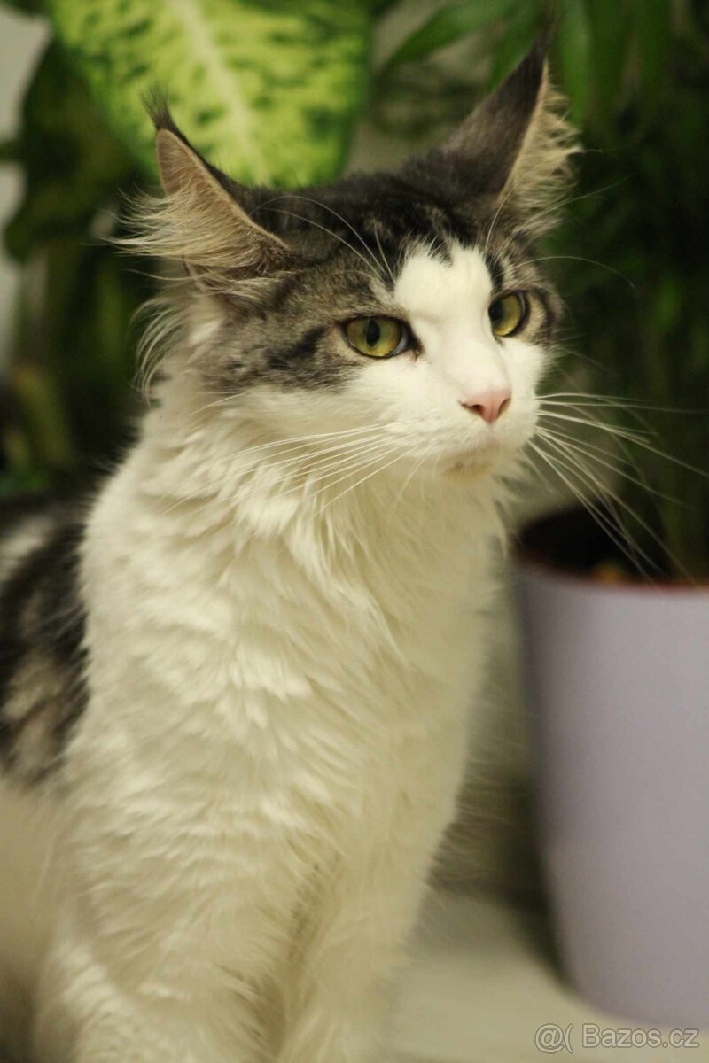 Mainska mývalí - 2