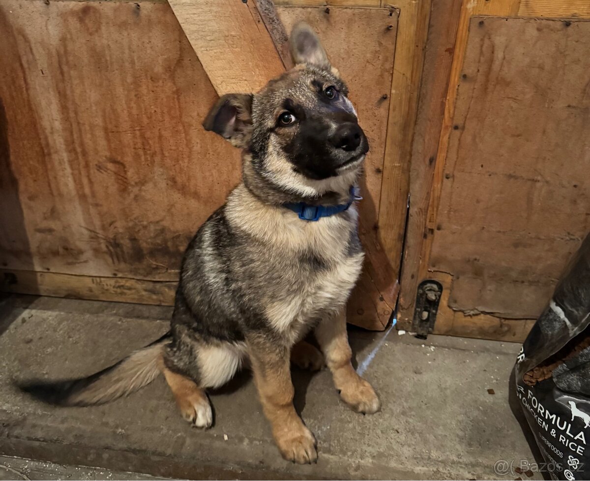 Štěně československý vlčák X německý ovčák - 2