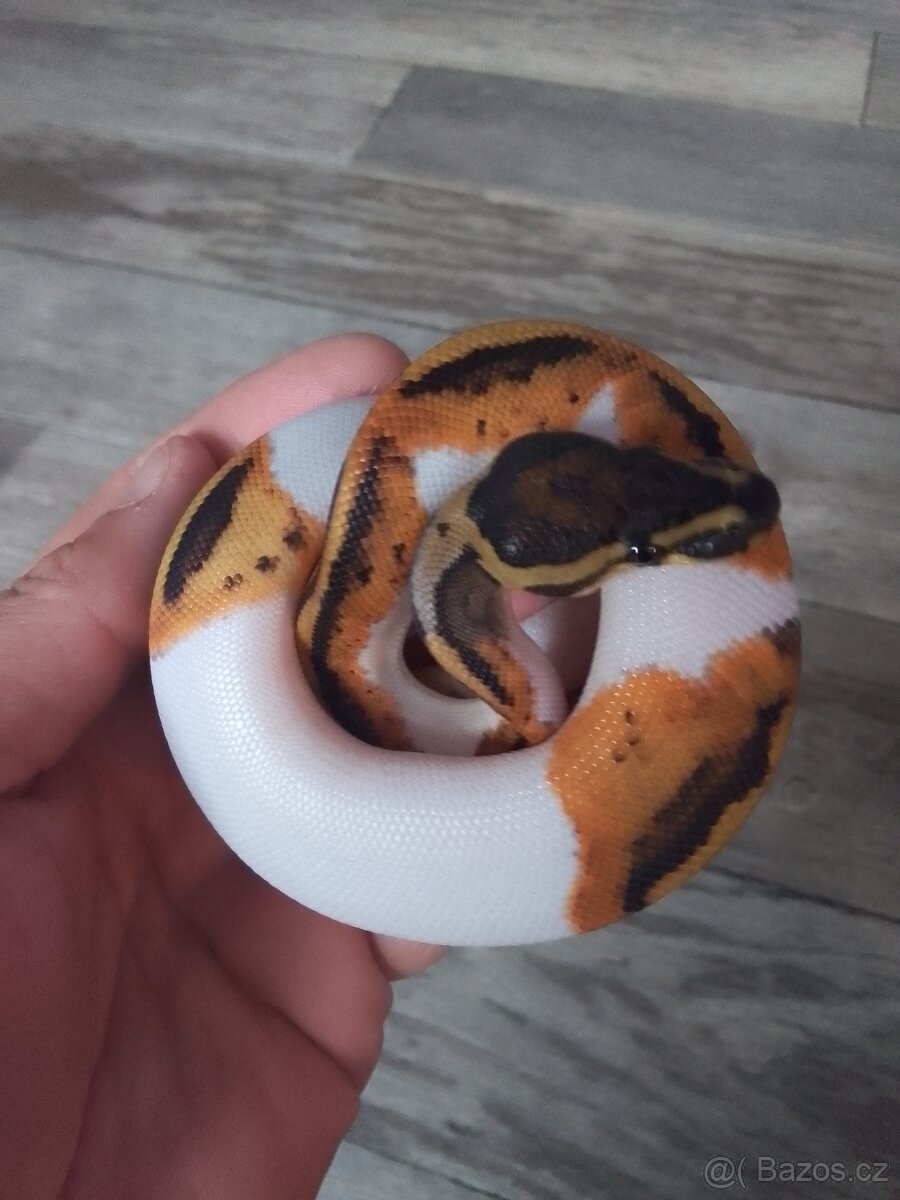 Krajta královská - 2