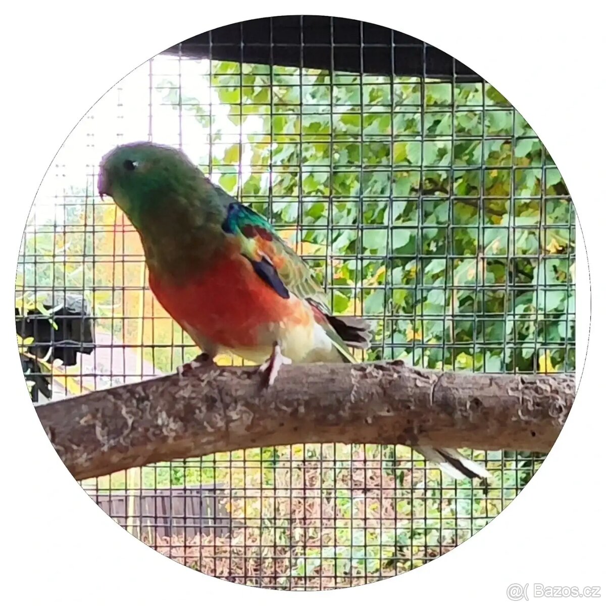 Papoušek zpěvavý - 2