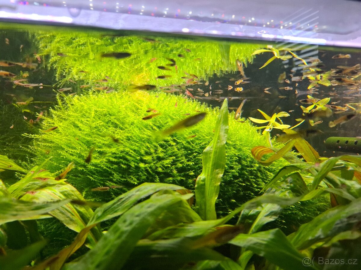 Rostlinky a rybky - 2