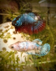 Bojovnice - neomezené množství - - 2