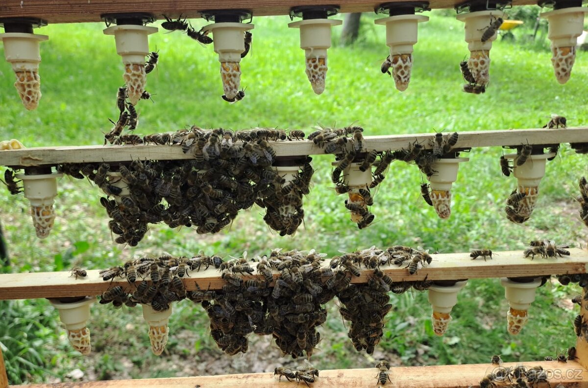 prodám vyzimovaná včelstva - 2