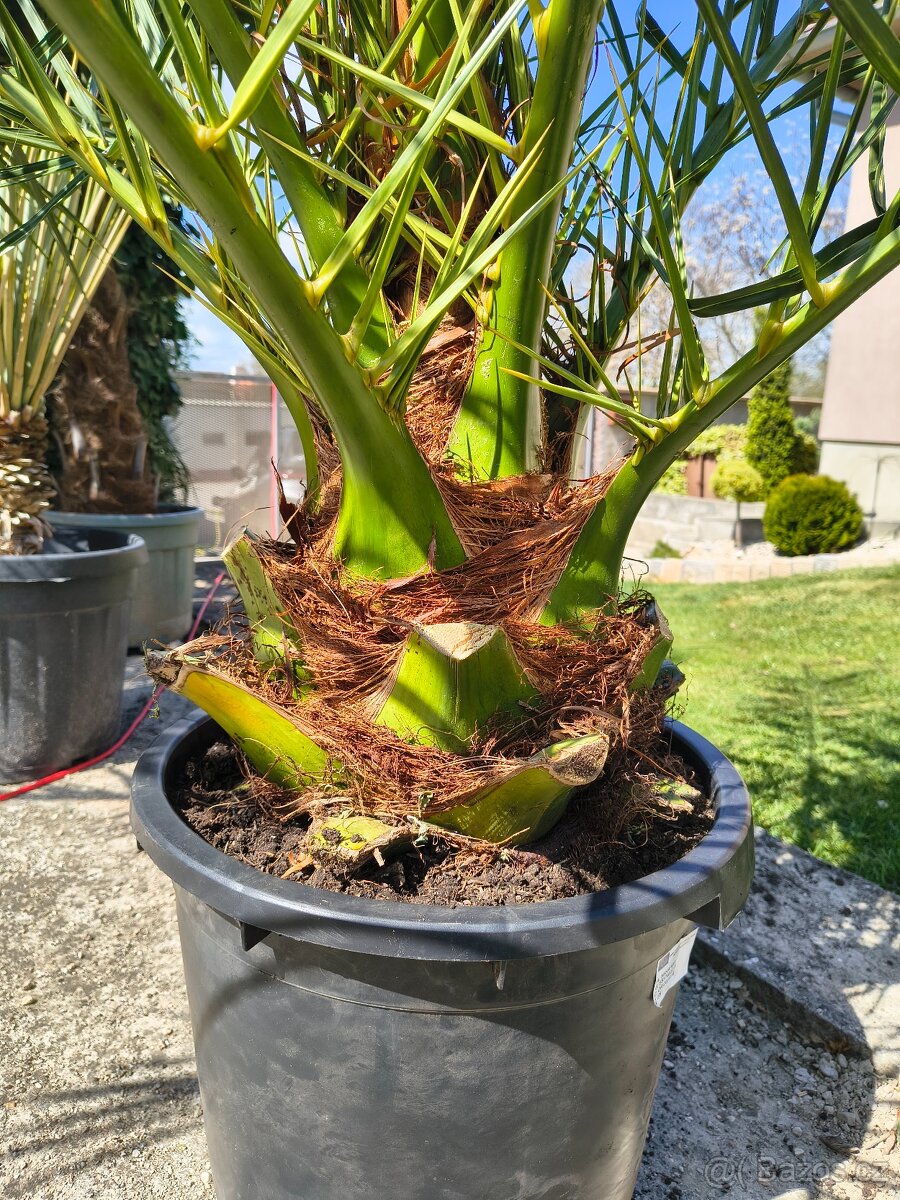 Phoenix canarensis datlovnik - 2