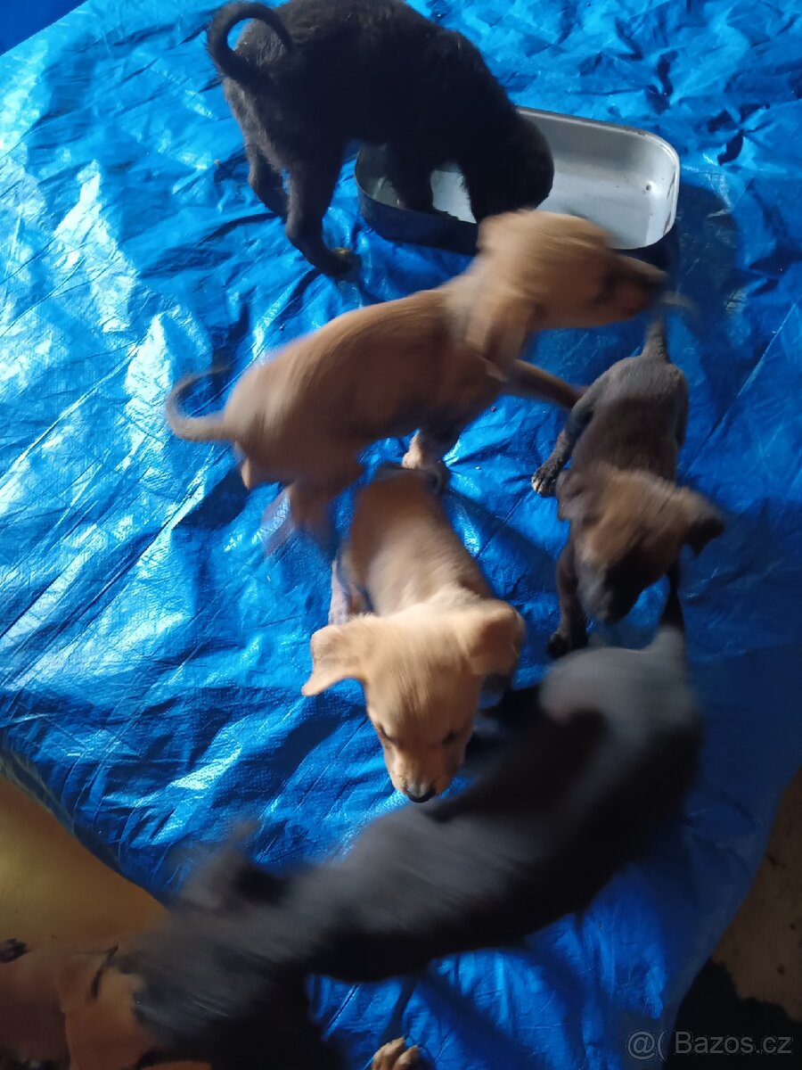 Štěňata ,Labrador - 2