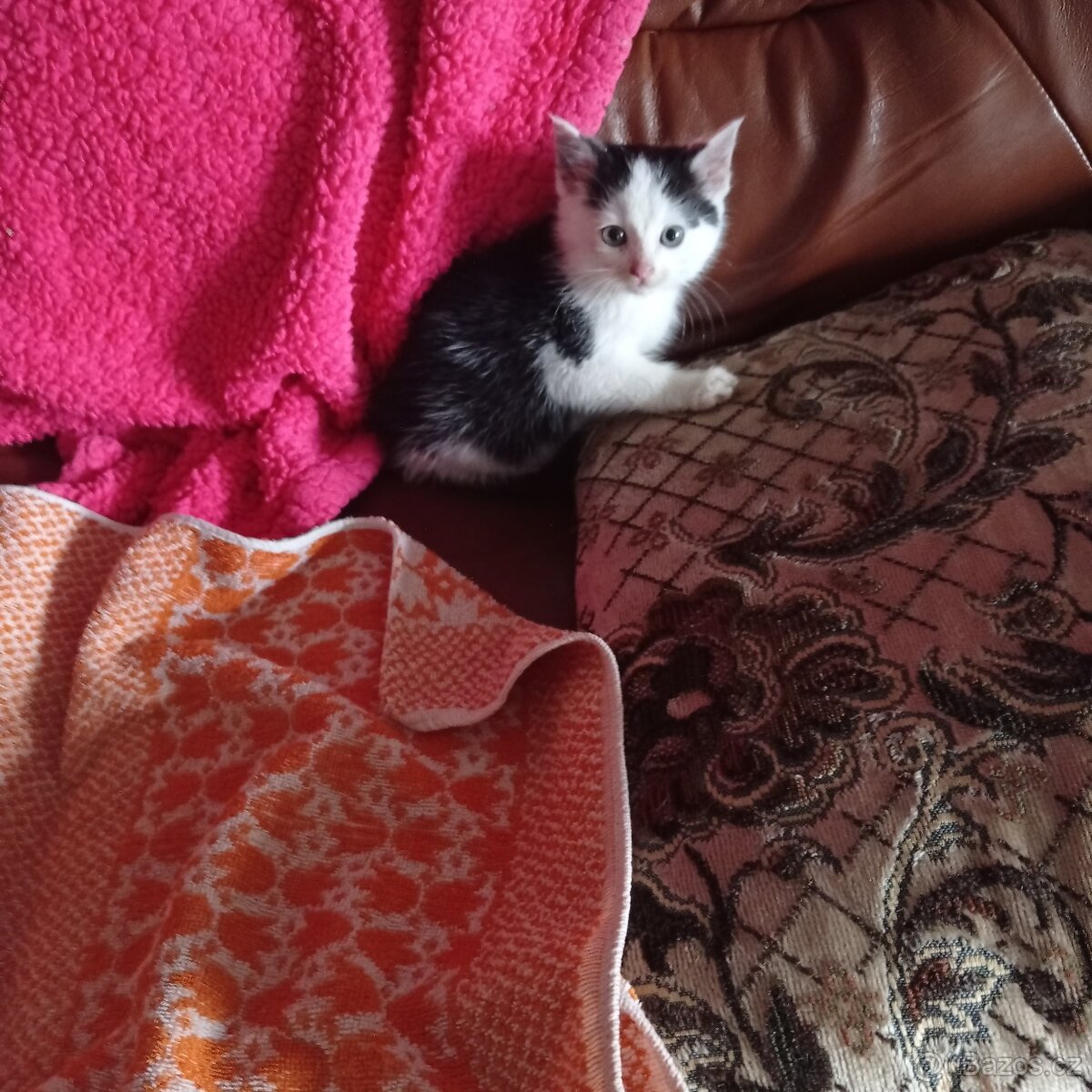 Kotě k Vánocům - 2