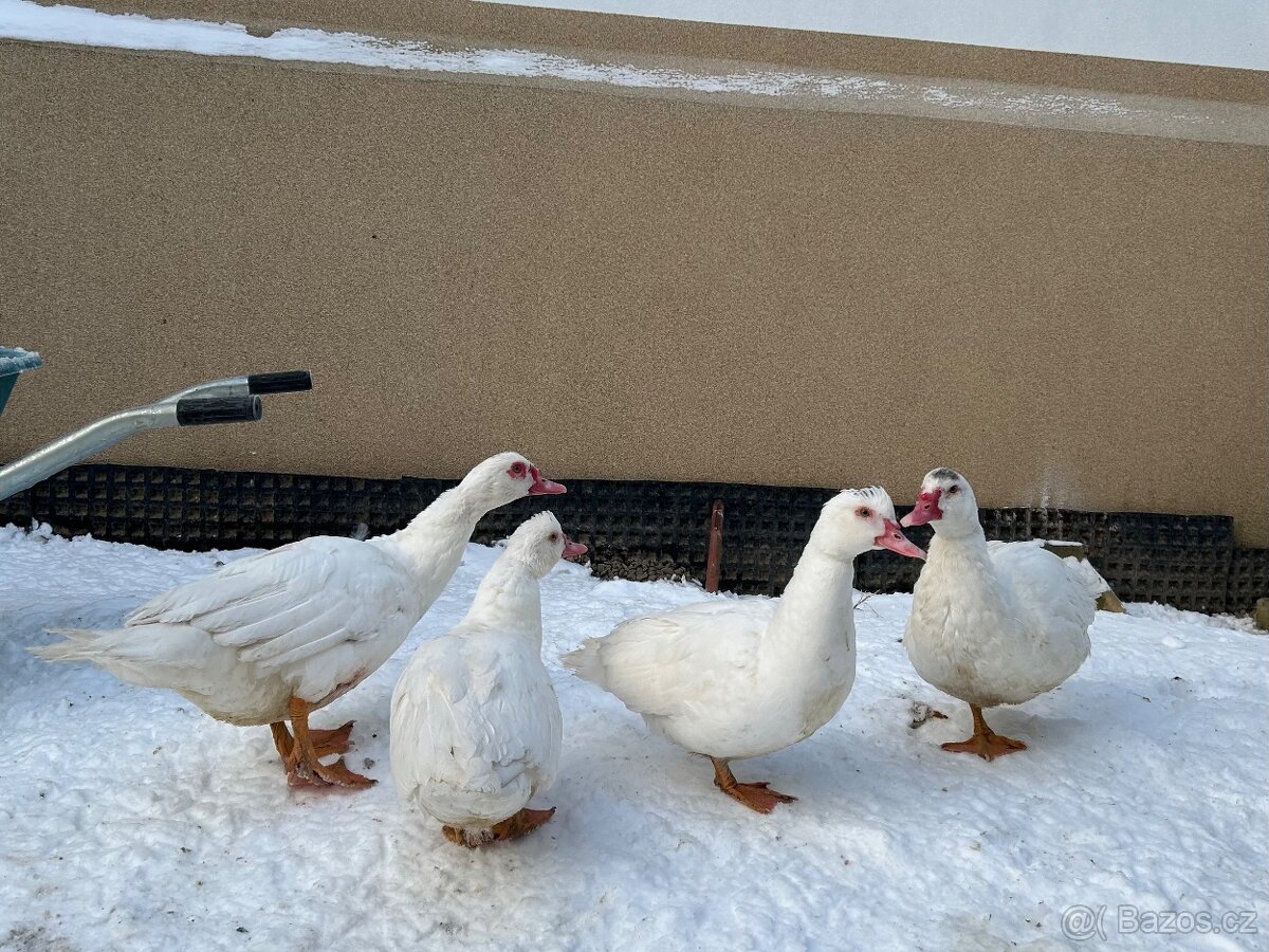 Letošní pižmovky - 2