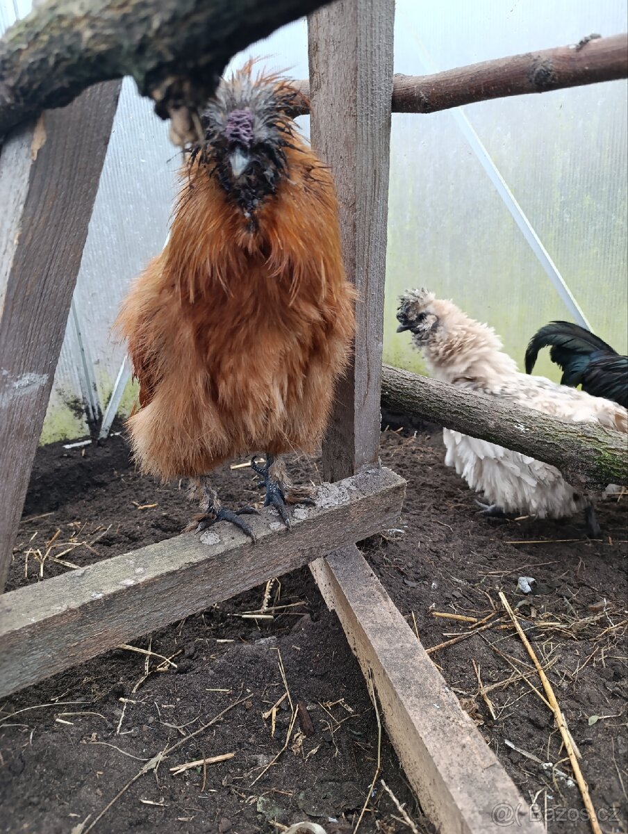 Kohouti hedvábniček - 2