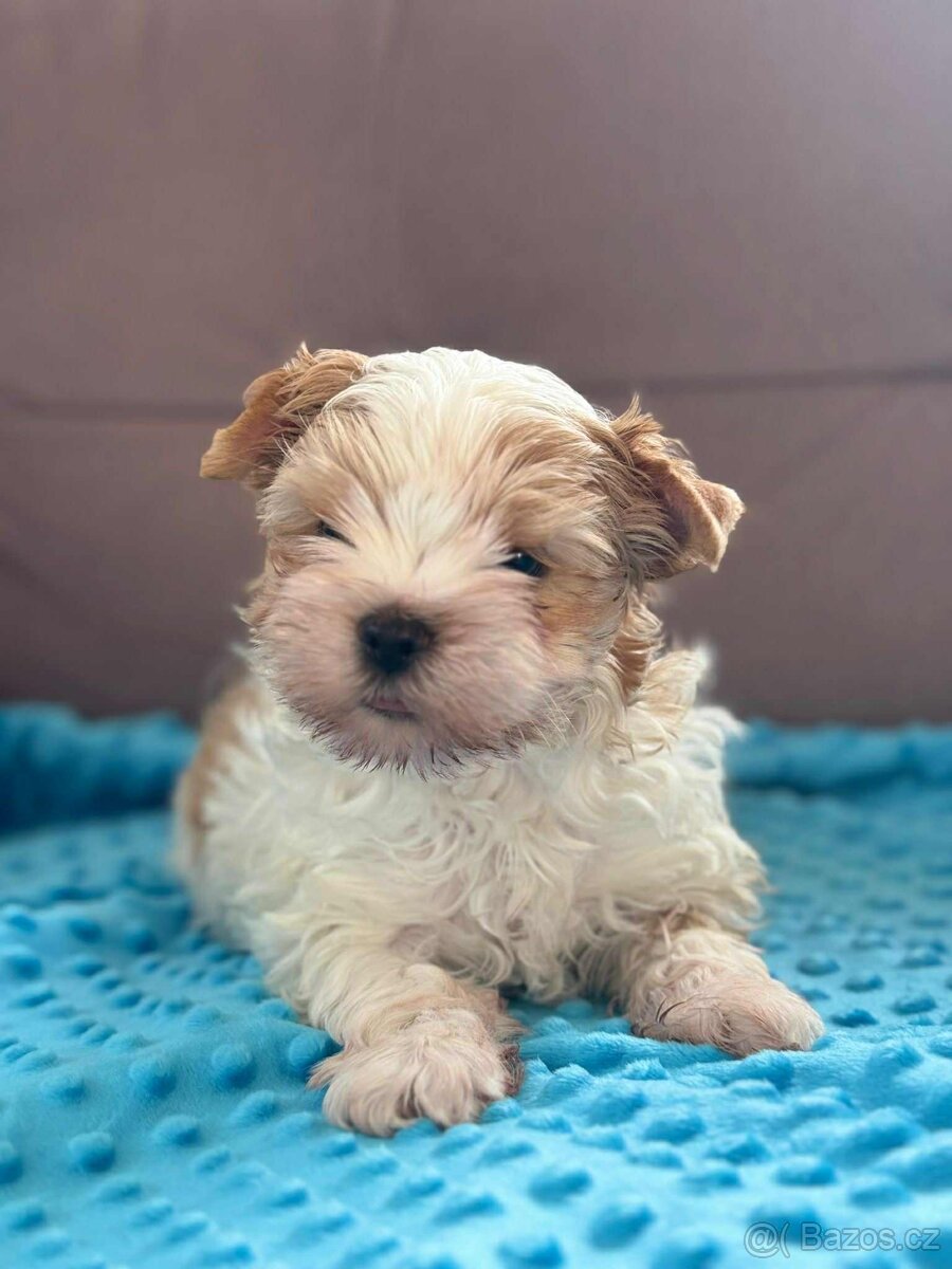 Biewer jorkšírský teriér - 2