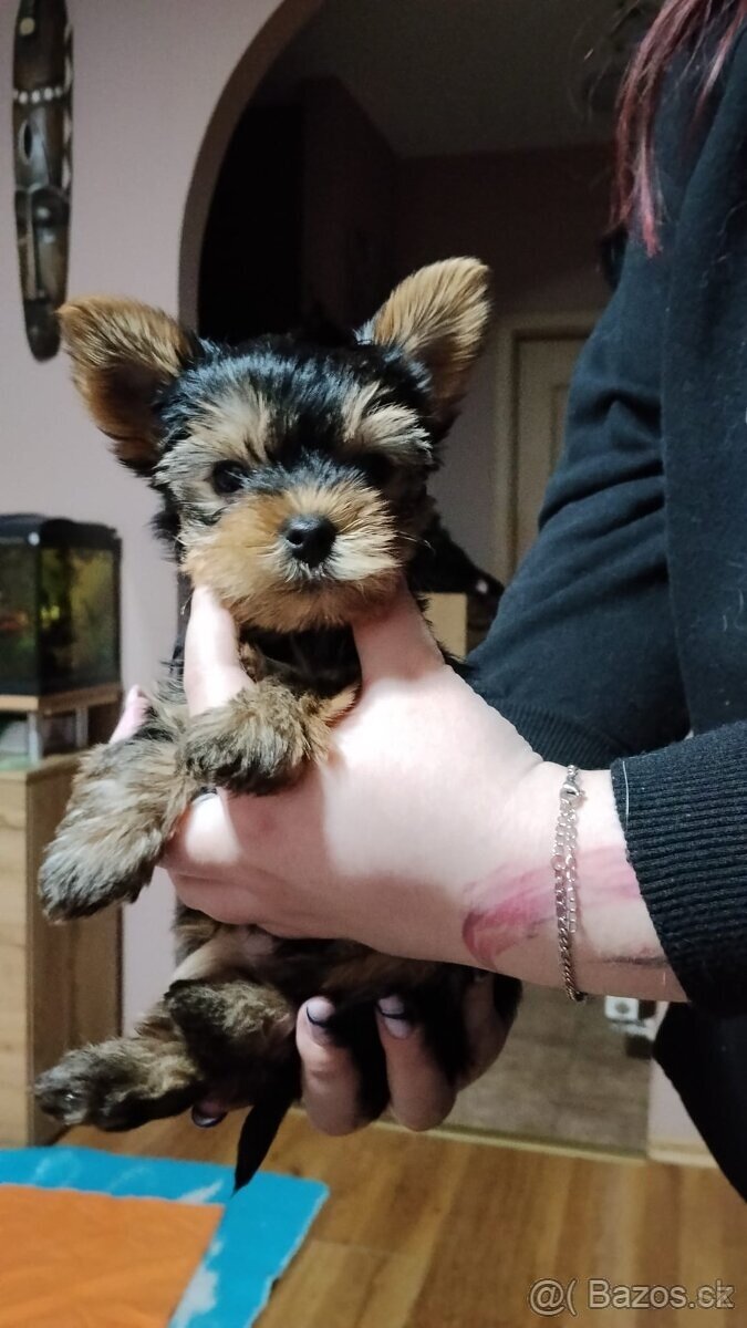 Jorkširsky teriér yorkširsky teriér - 2