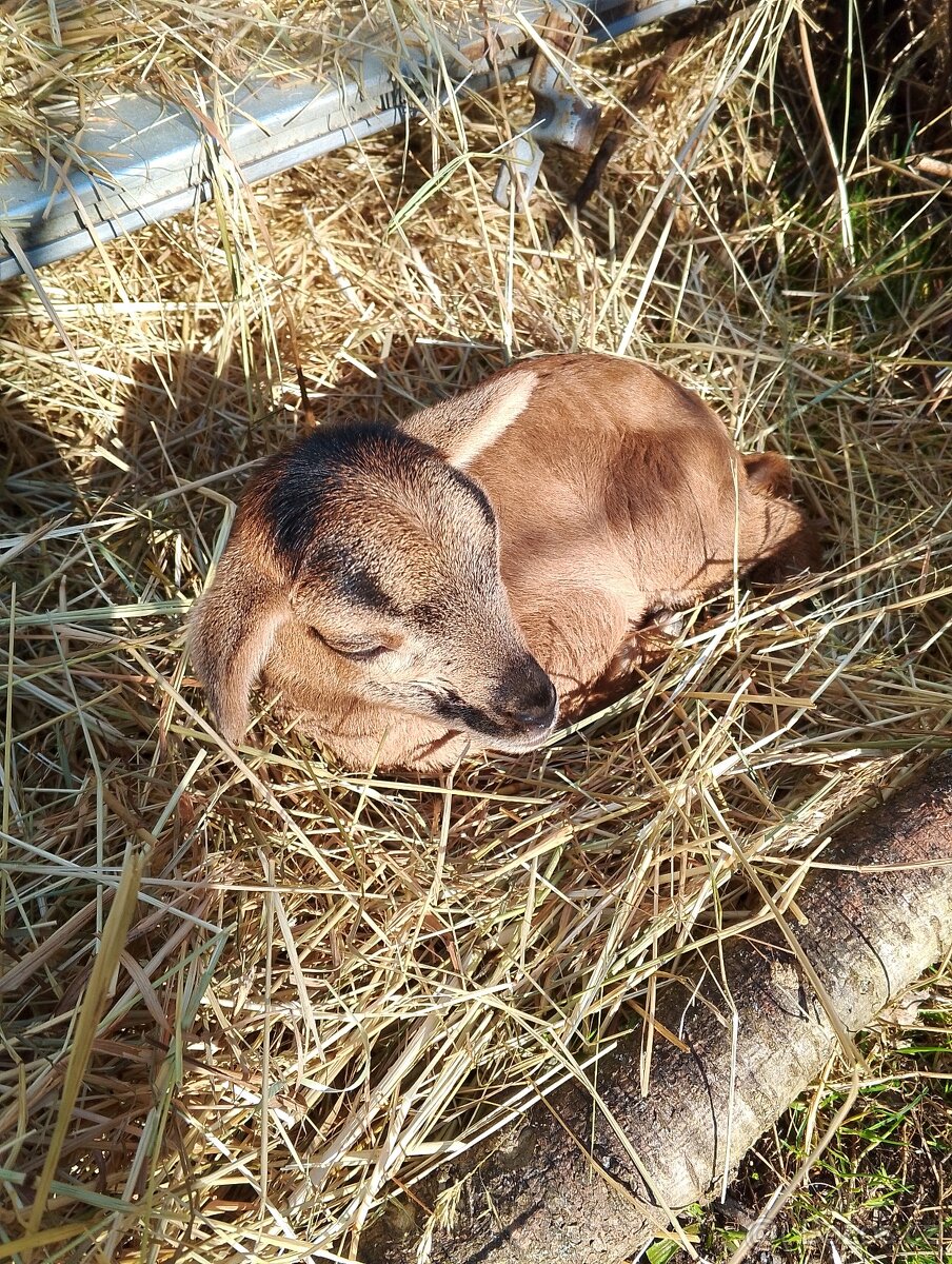 Kamerunská ovce - 2