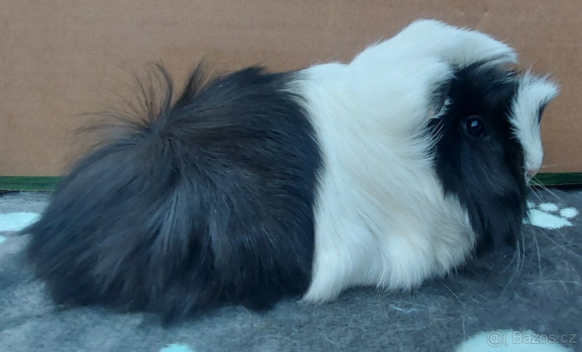 Morčata s PP a VP - 2