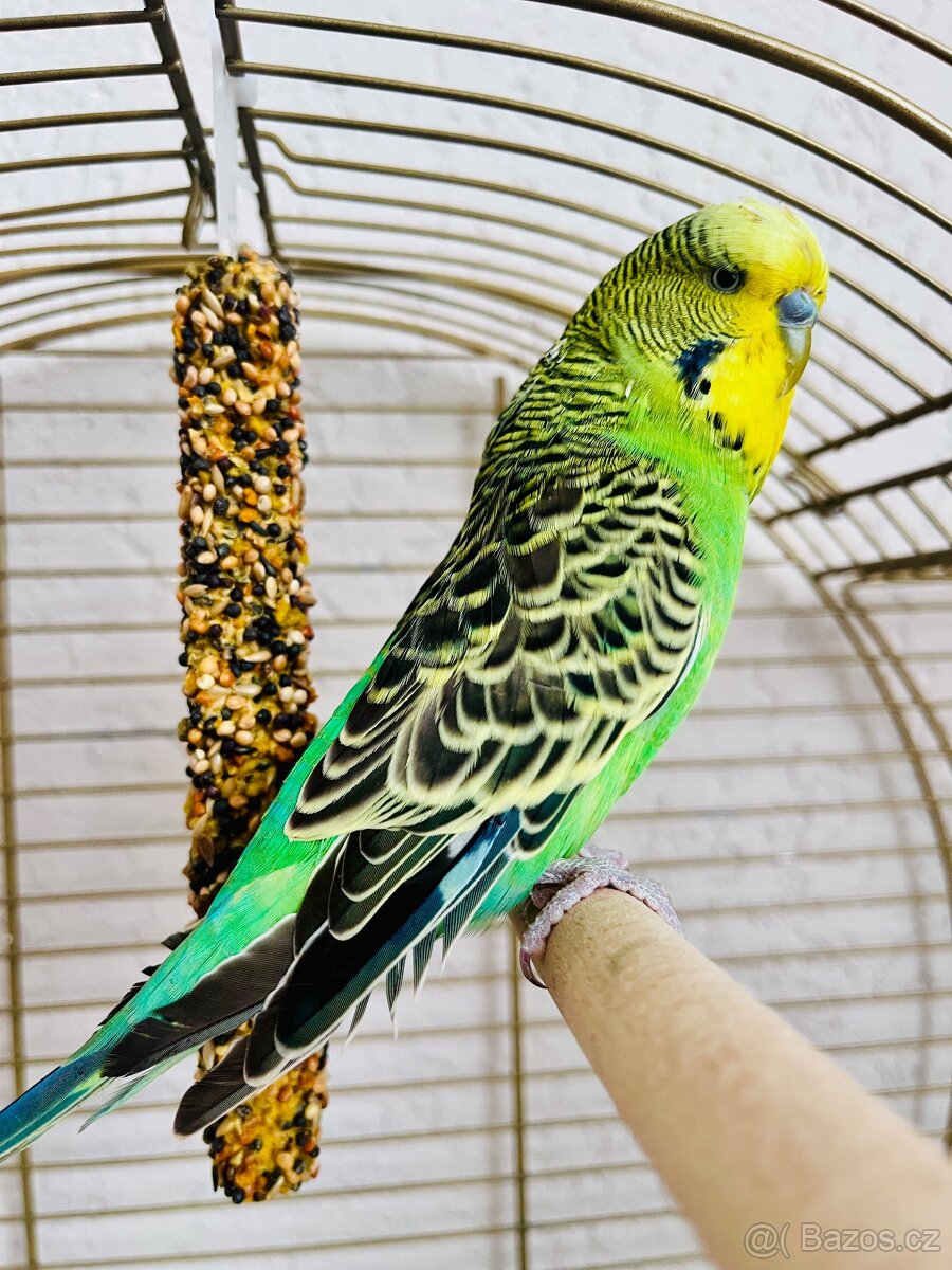 Andulka vlnkovaná - 2