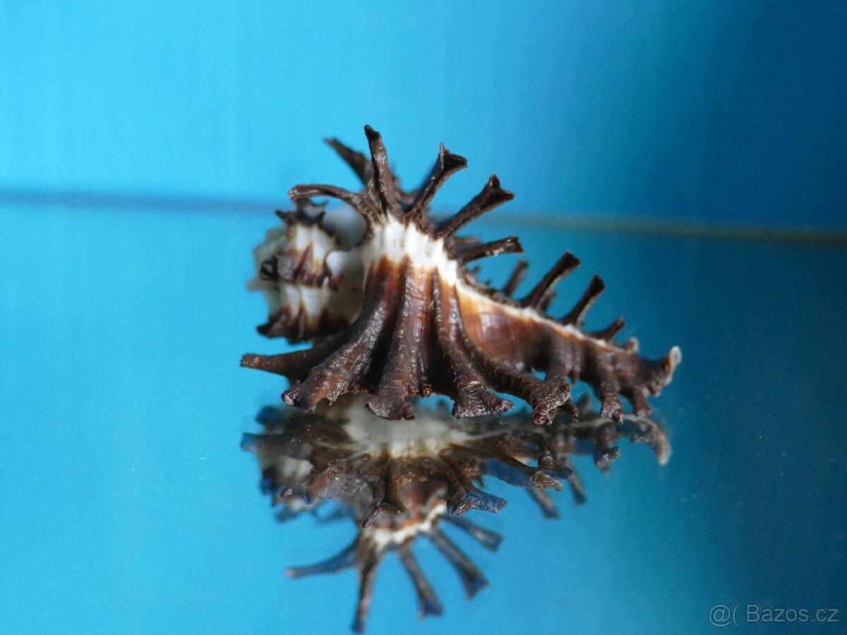 Homelocantha scorpio - 2