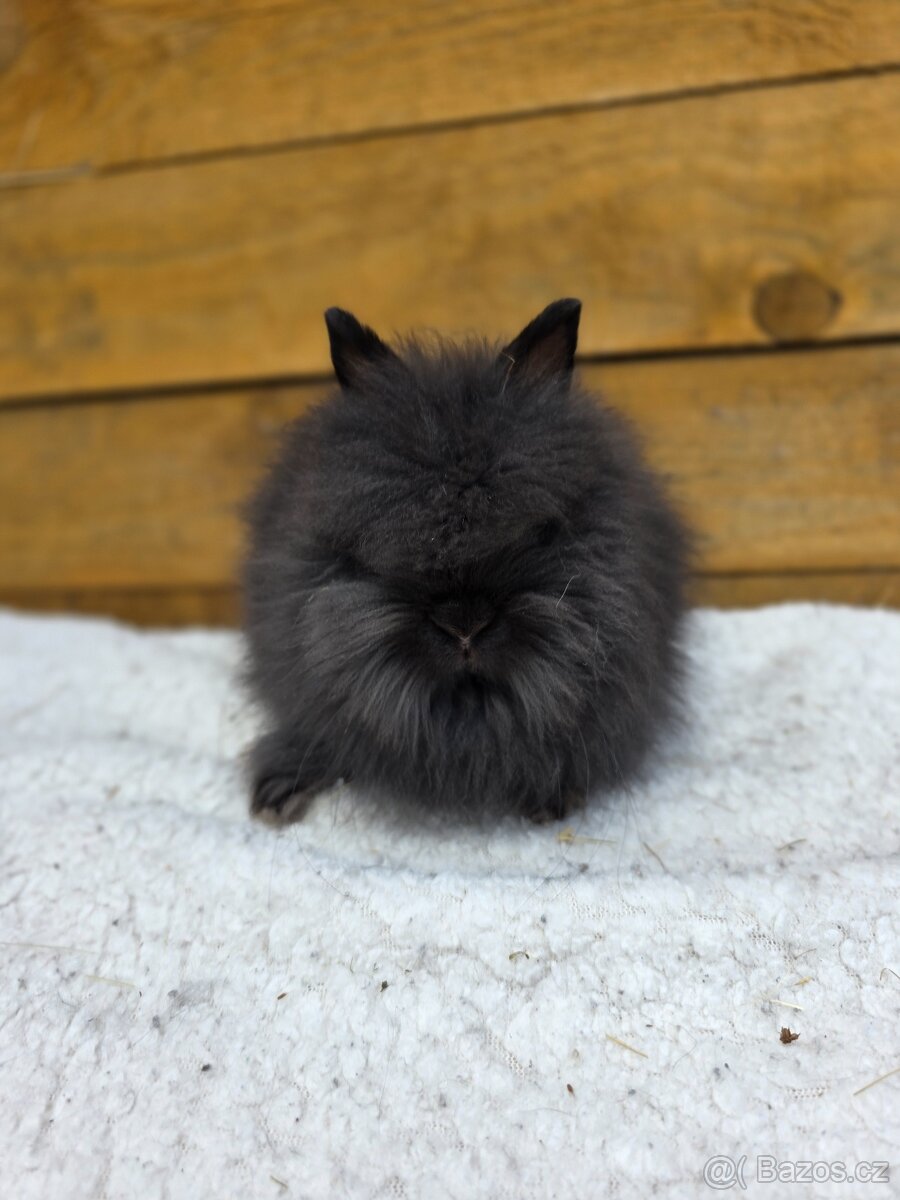 Zakrslí Teddy králíčci s PP - 2
