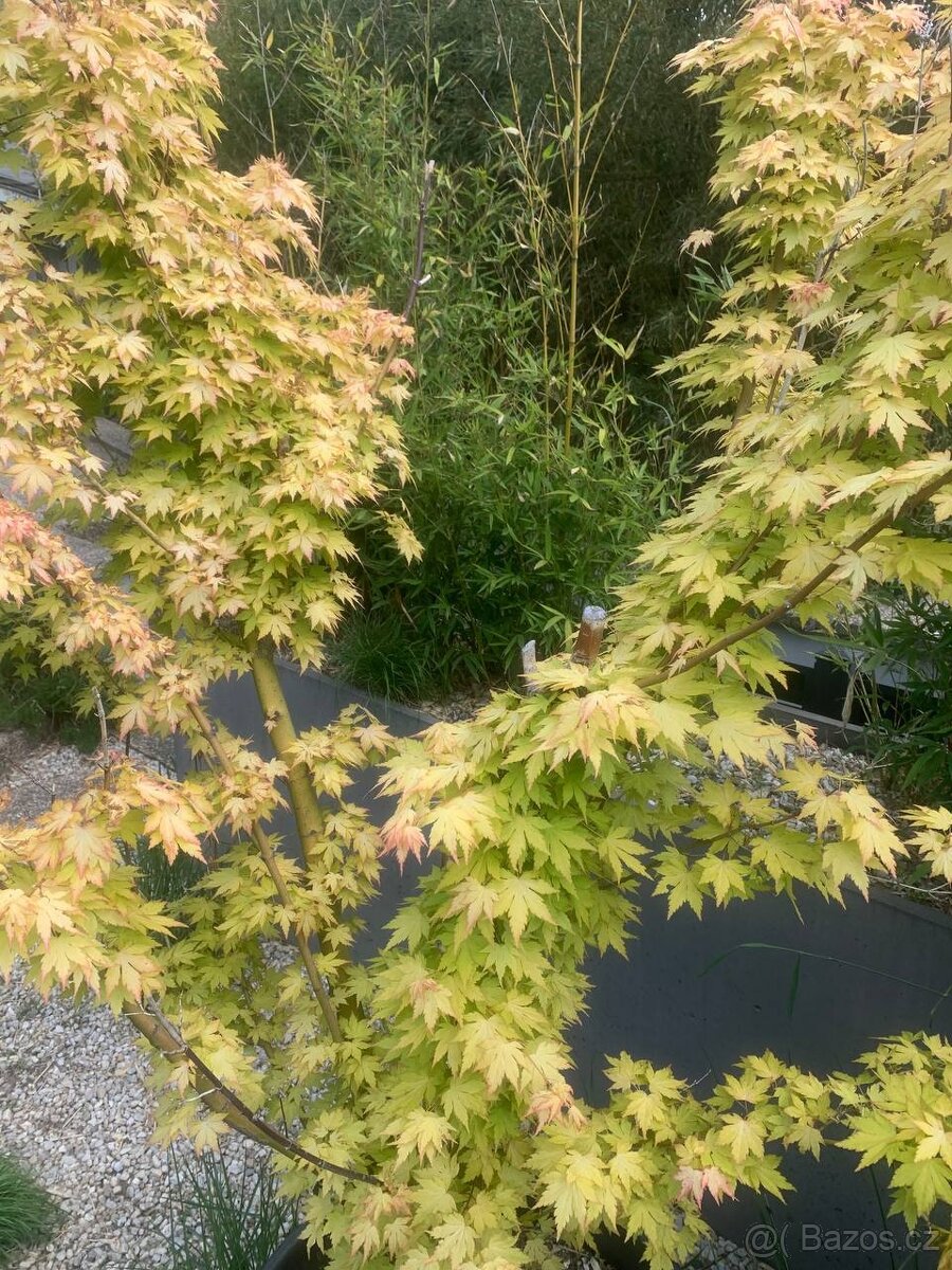 javor Acer palmatum - 2