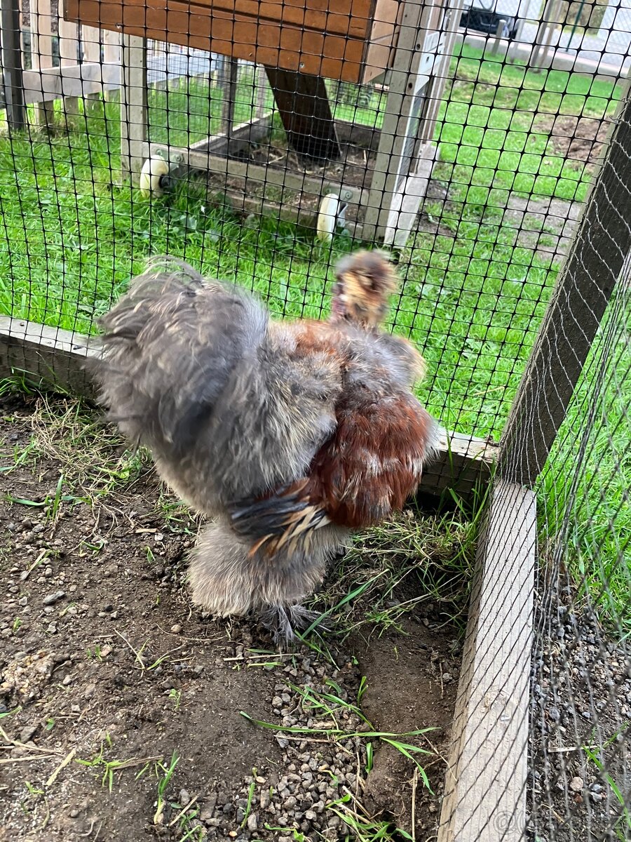 Daruji mladého kohoutka hedvábničky - 2