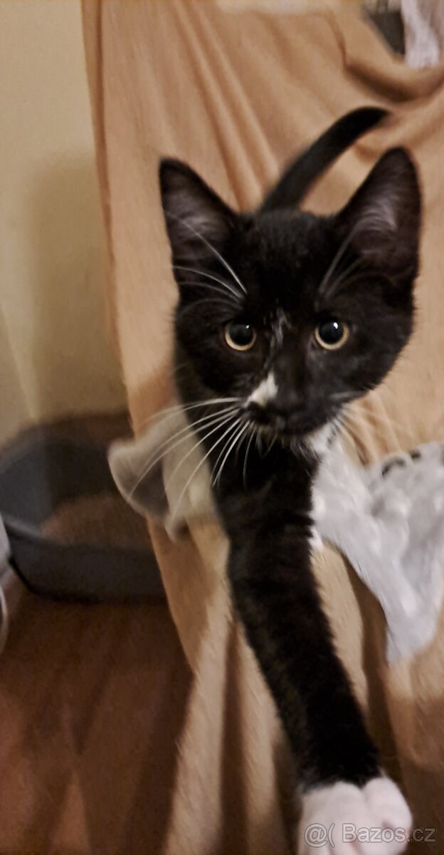 Tříměsíční kocourek - 2
