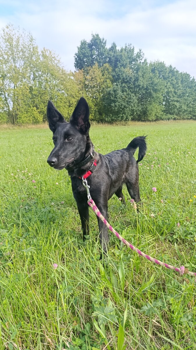 Kříženec, fena 9 měsíců hledá domov - 2