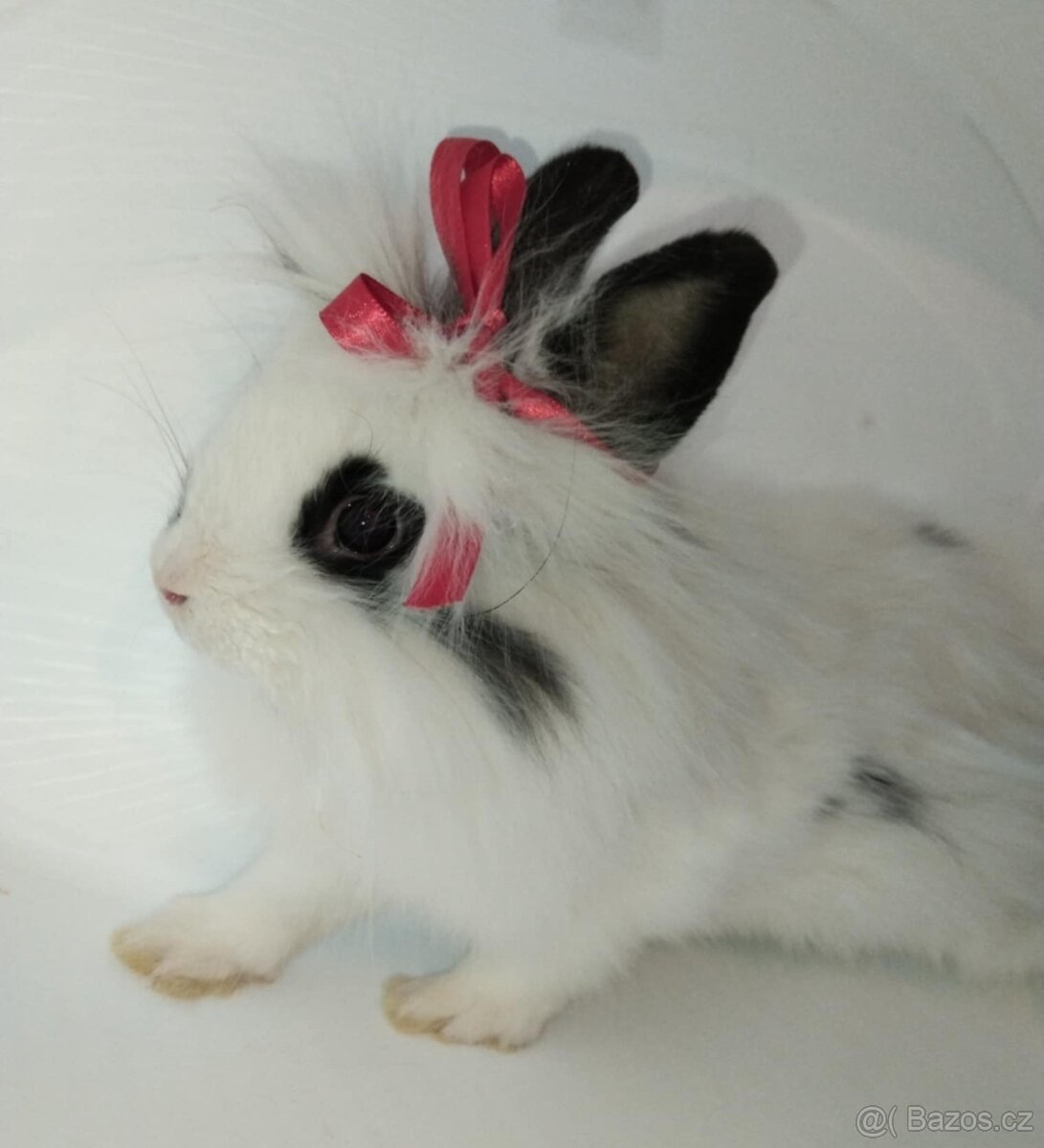 Zakrslý králíček bez PP samička Olivie - 2