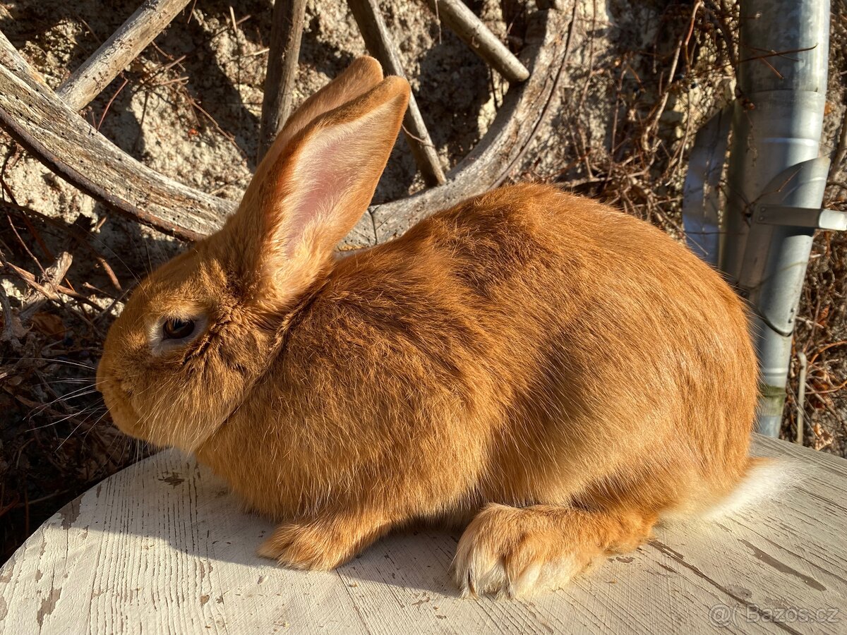 Burgundský králík - 2