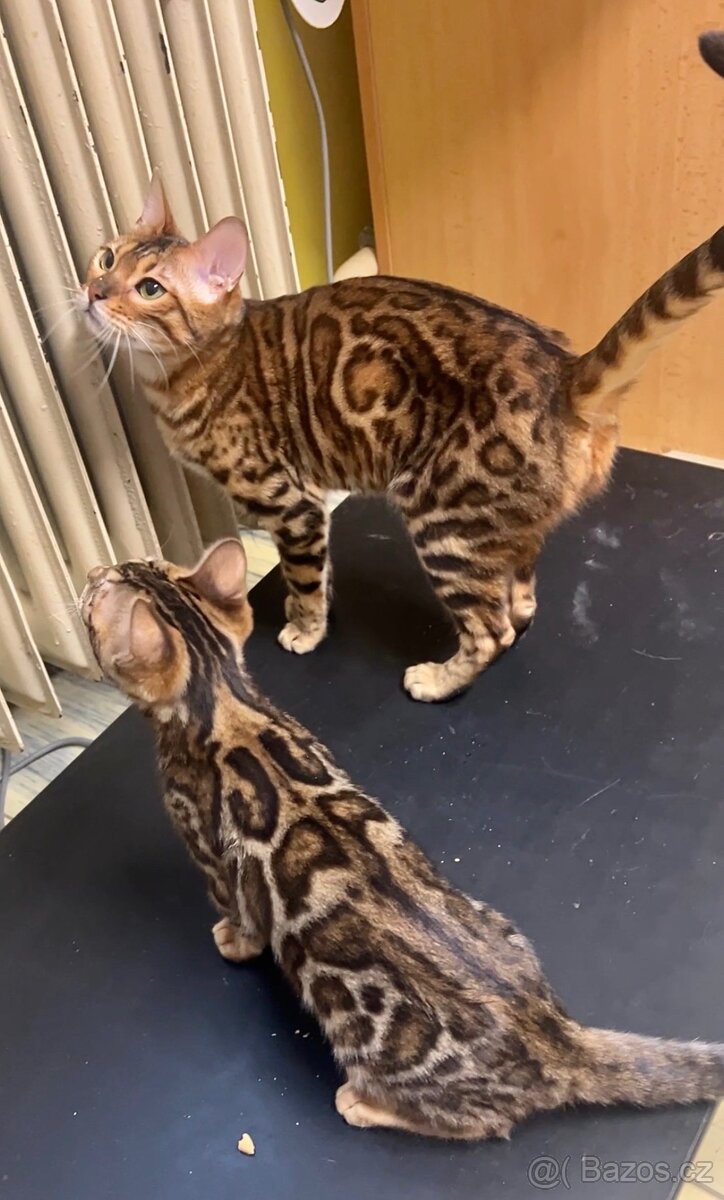 Bengálská kočička a kotě s PP - 2