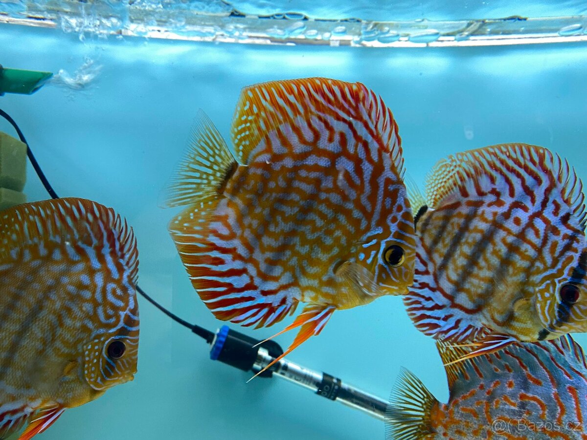 Terčovci, discus - 2