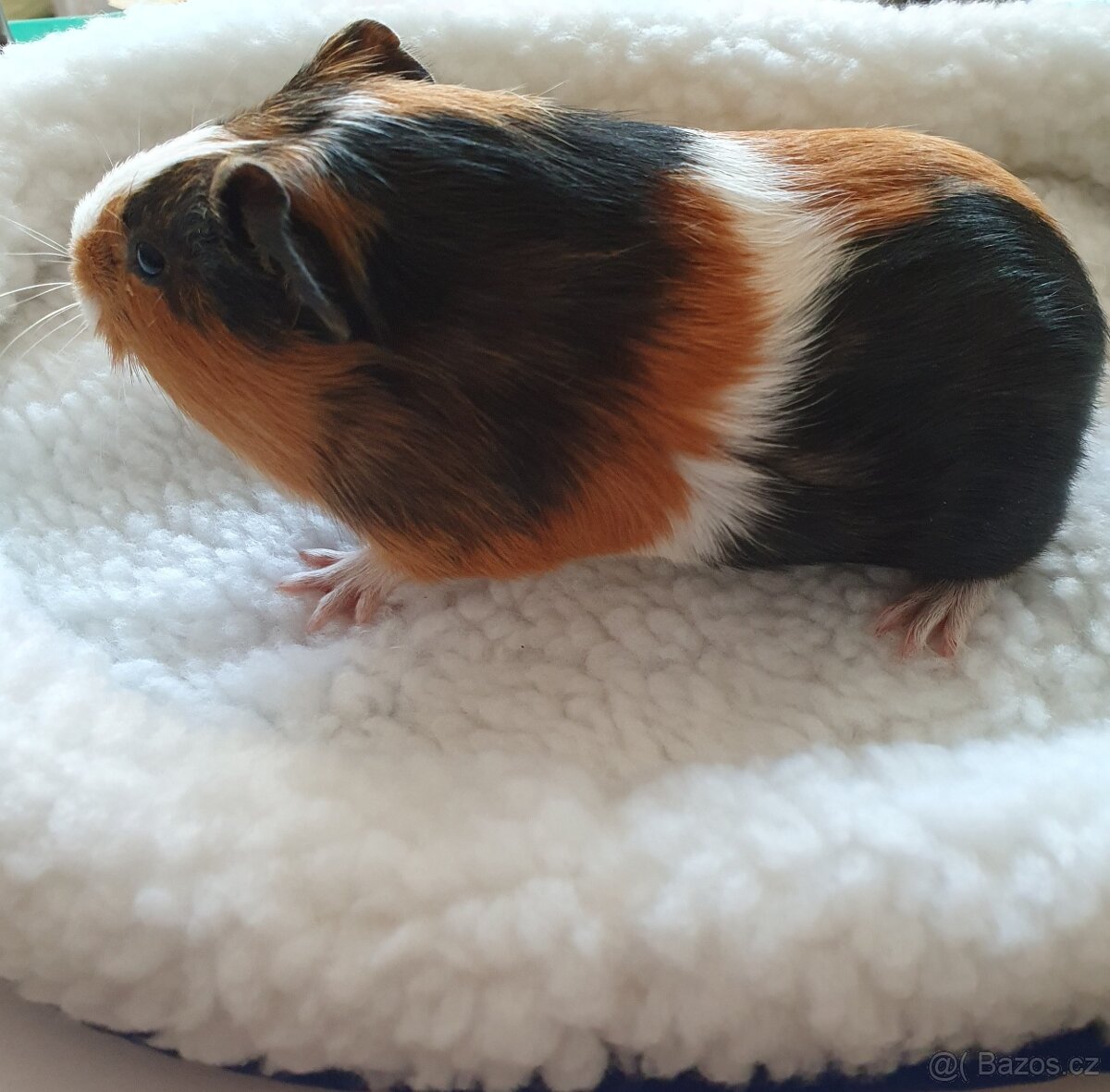 Morčátka morče Králíček - 2