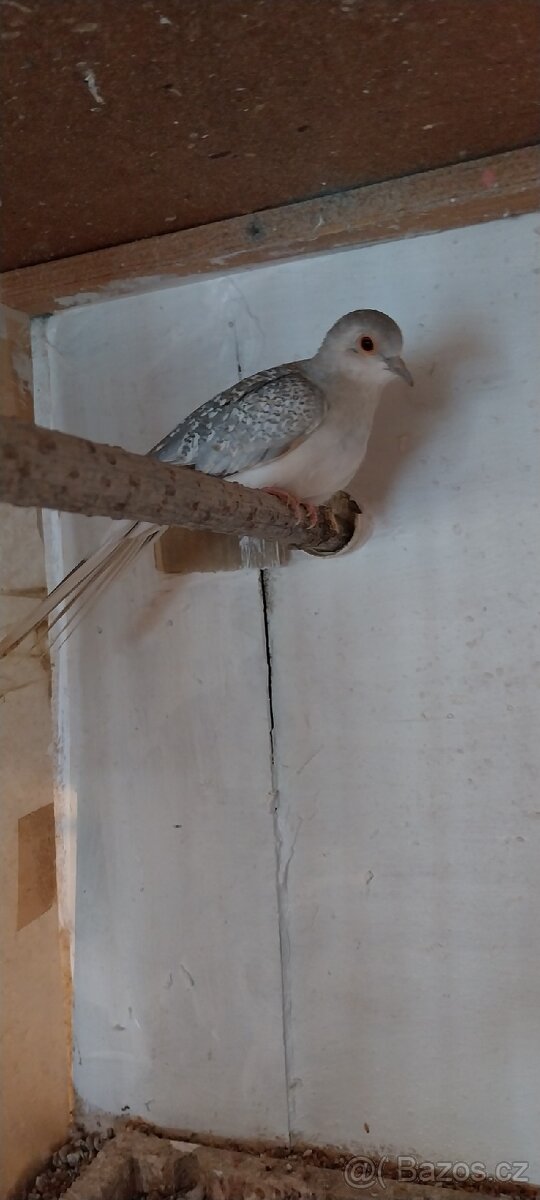 0,1 Holoubek diamantový - 2