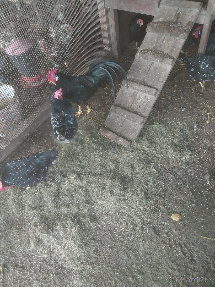 Nasadova vajíčka - 2