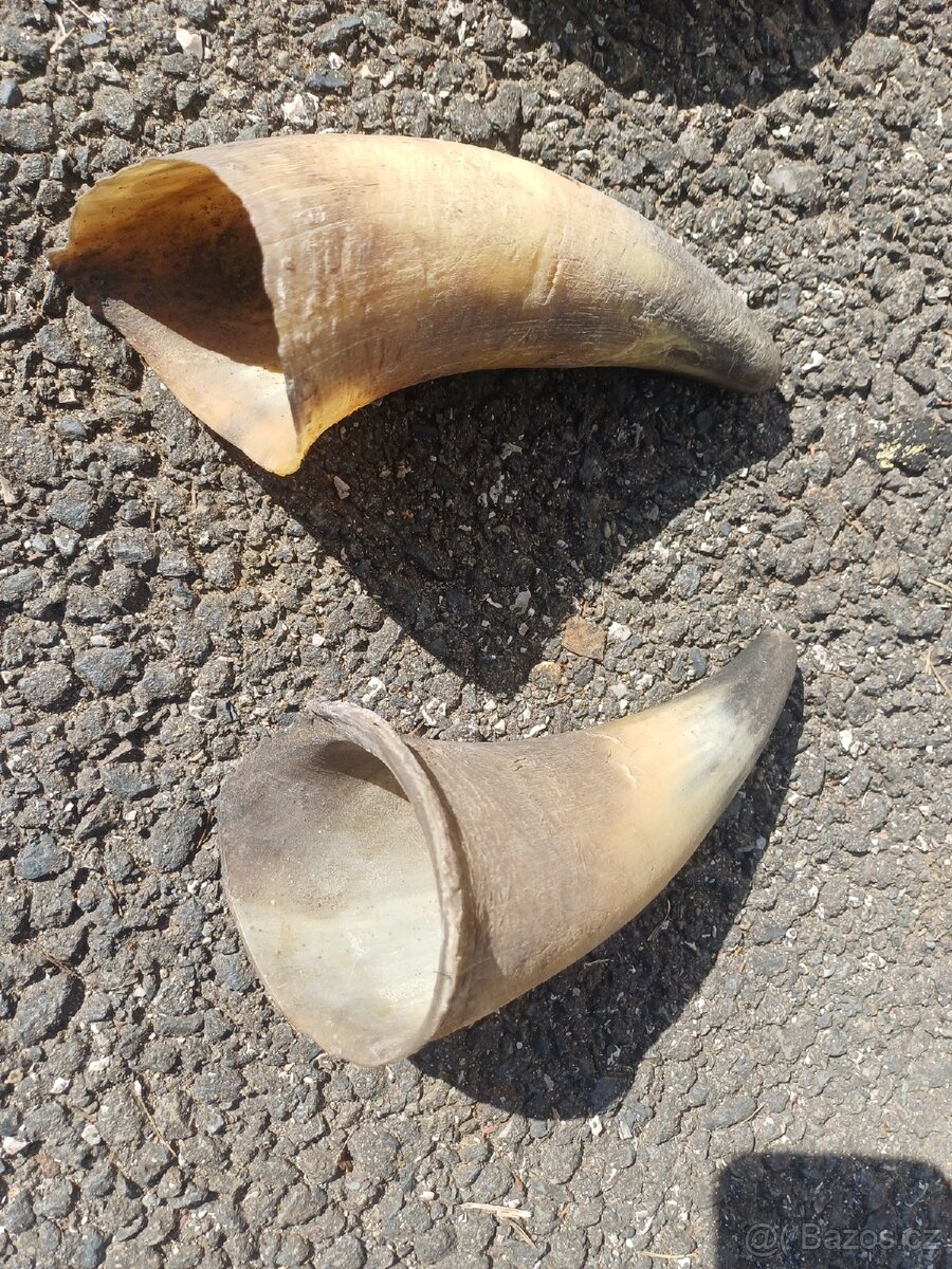 Rohy z byka na přilbu - 2