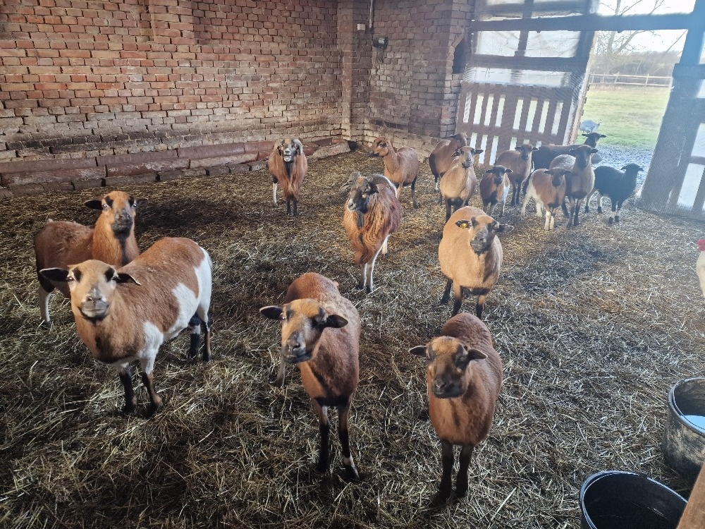 Ovce kamerunská - 2