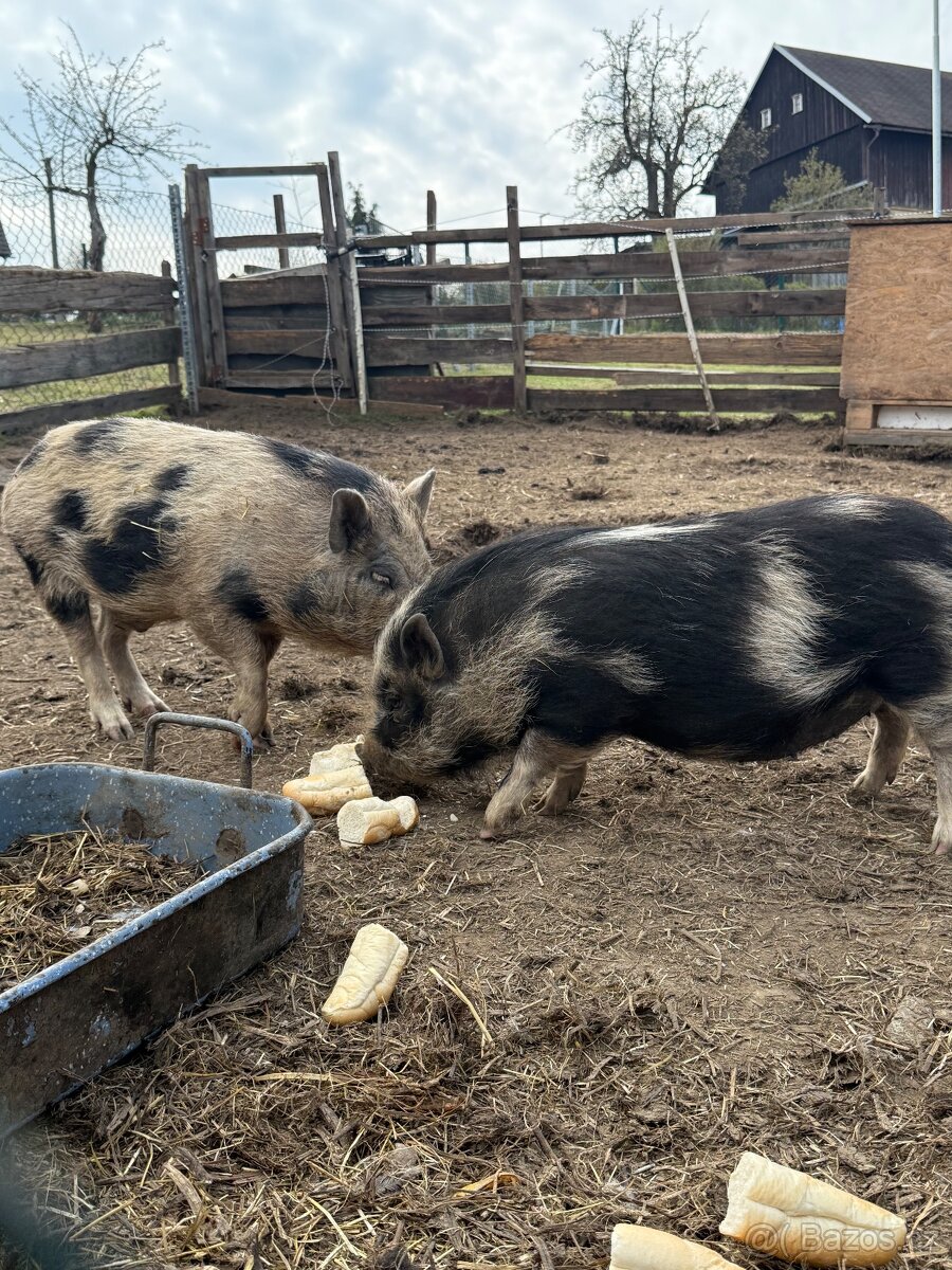 Gottingenské prasátko – samička - 2