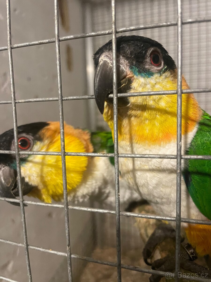 Amazonek černotemenný - 2