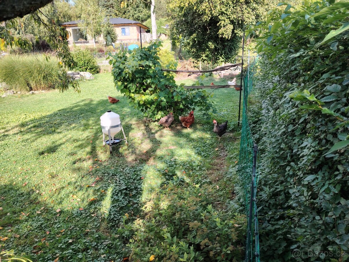 včelí med, vejce - 2