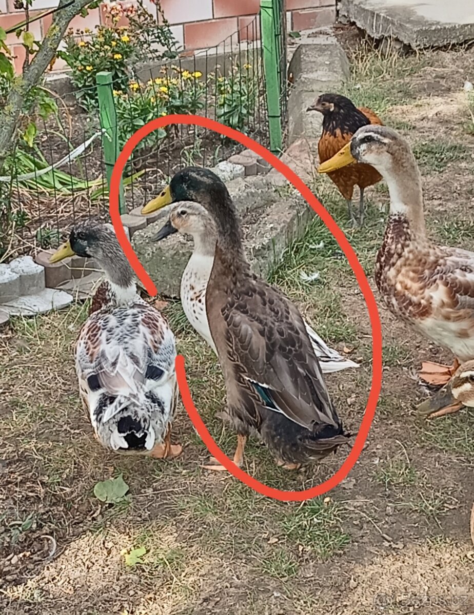 Indický běžec - 2