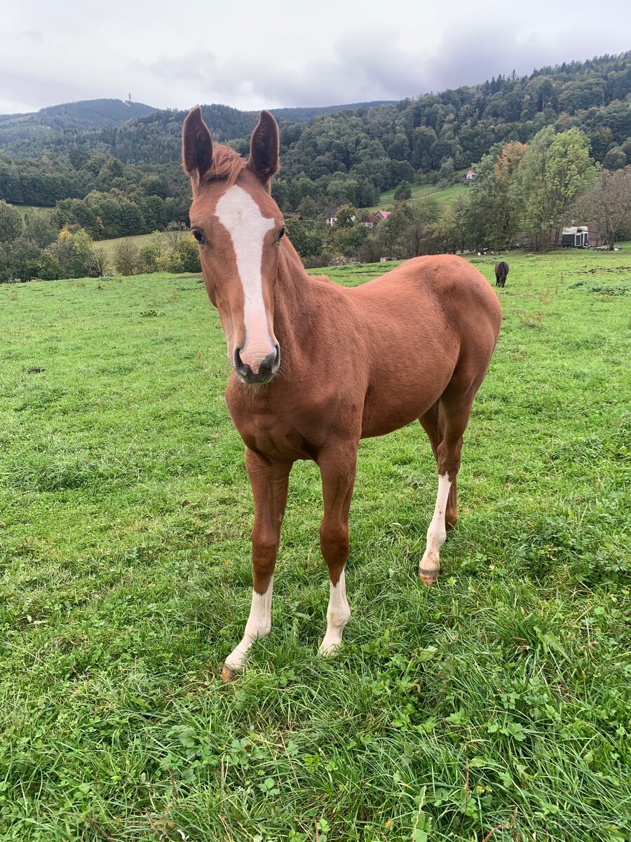 Letošní hřebeček po Nurado O - 2