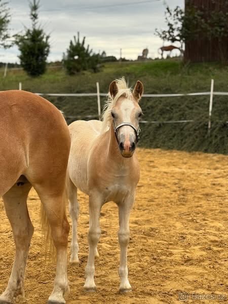 Hafling hřebeček - 2