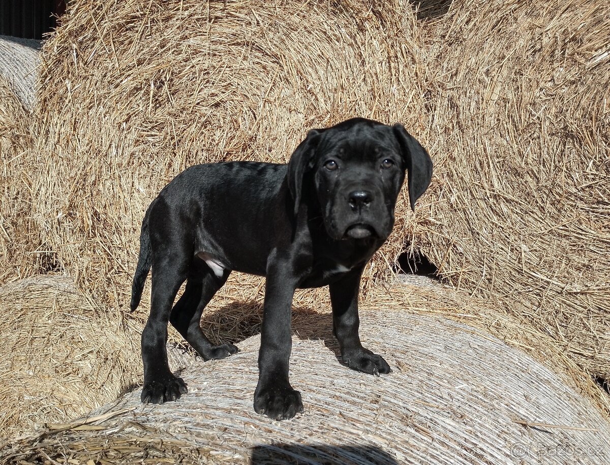 Cane Corso ihned k odběru - 2