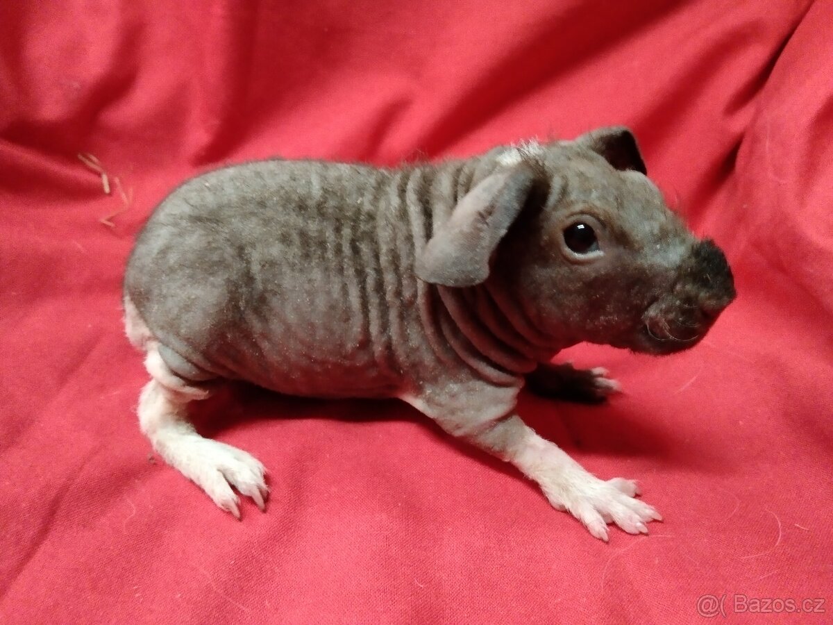 Morče, skinny a drátěnka samičky,miminka s PP - 2