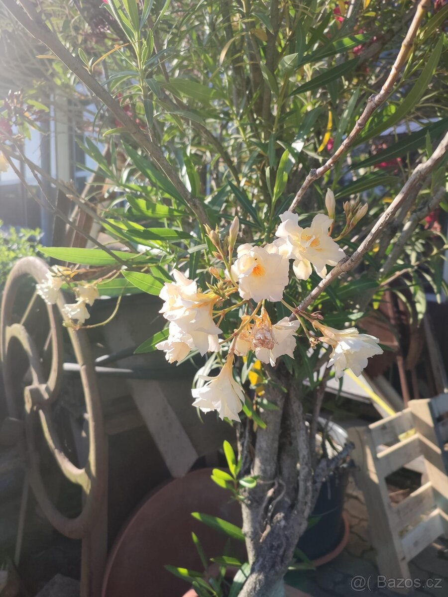 Oleandr přes 2m - 2