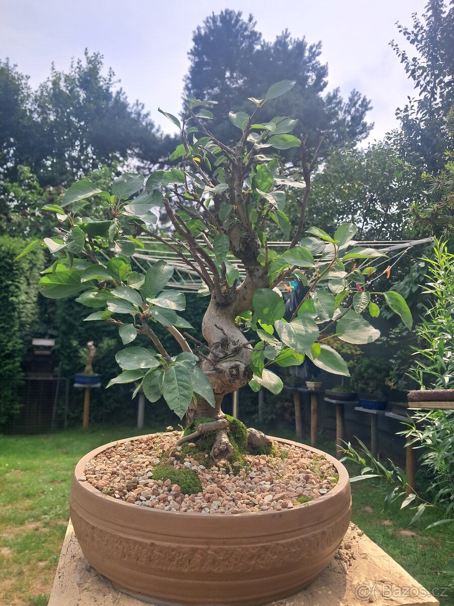 Bonsai,bonsaj Jablon - 2