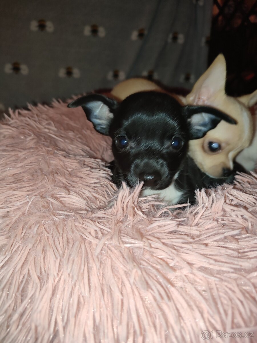 Čivava štěňátko - 2