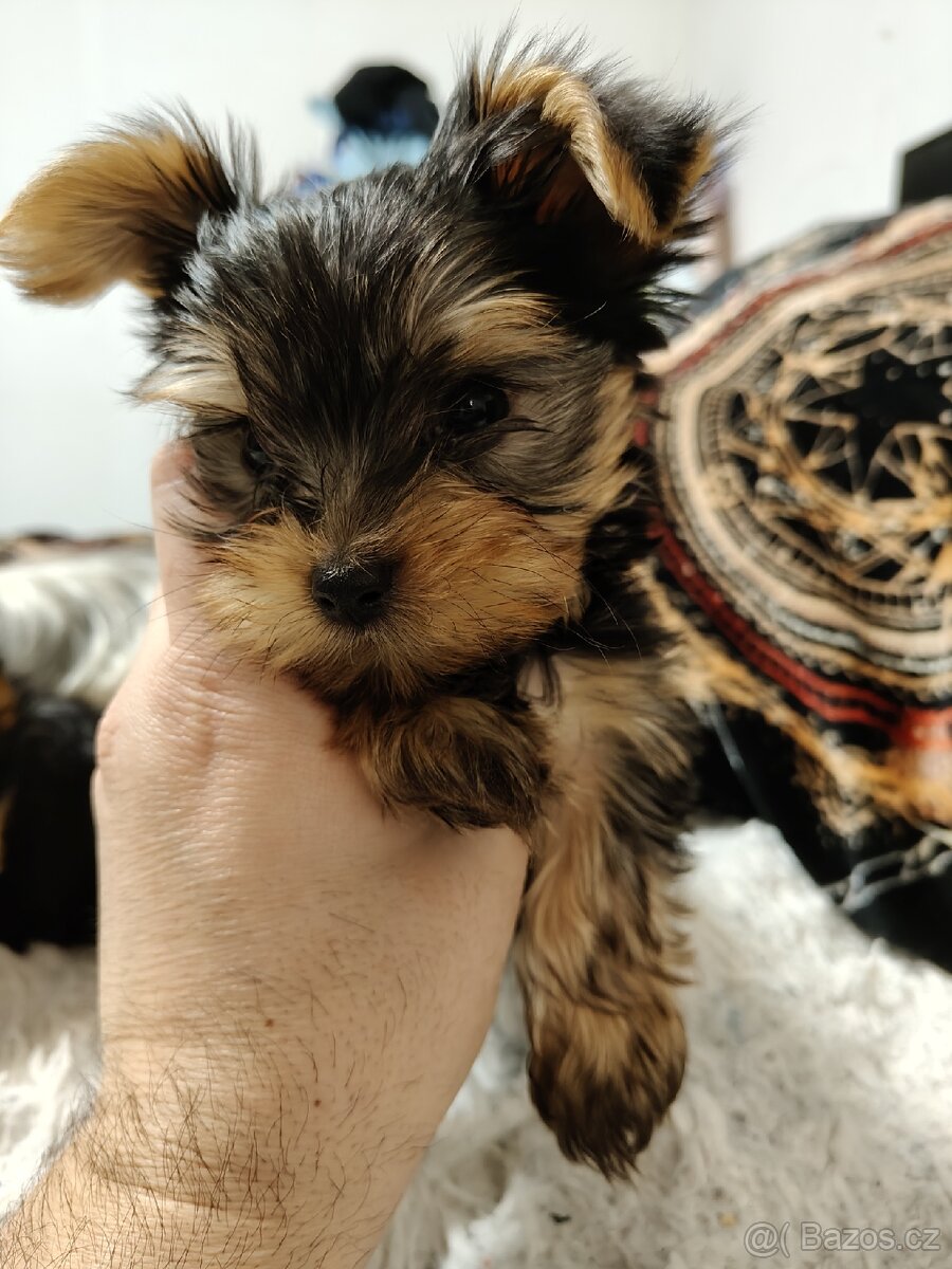 Jorkšírský teriér - 2