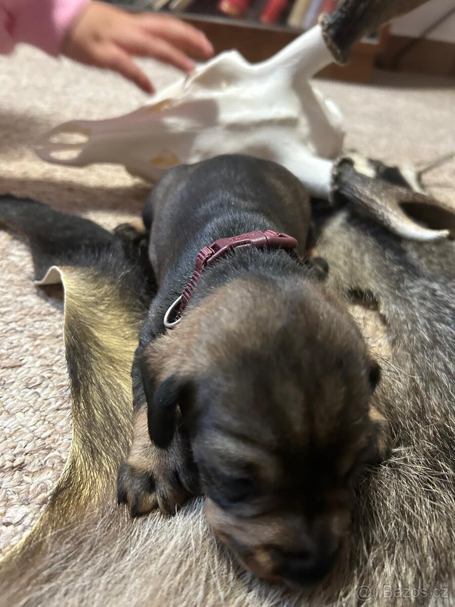 Jezevčík drsnosrstý standart s PP - 2