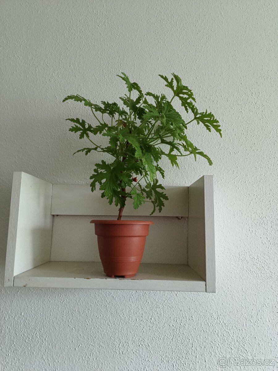 Pelargonie vonná - citronová - 2